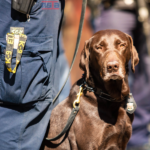 Security Dog Handler Training at NSTA Tasmania, Tasmania
