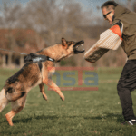 K9 Training Tasmania with NSTA Tasmania