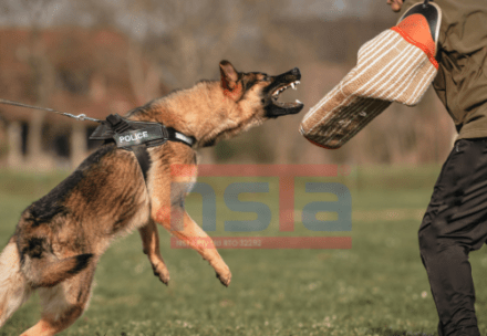 K9 Training Tasmania with NSTA Tasmania