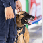 NSTA Tasmania trainee practicing patrol techniques with a trained security dog in Hadspen, Tasmania.